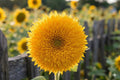 Teddy Bear Sunflower Seeds (15) | Dwarf Helianthus annuus for Containers & Gardens