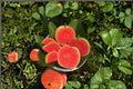 Diamond Guava Plant – 8-12" Tropical Fruit Tree, Psidium guajava, Evergreen with Fragrant White Flowers