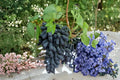Moon Drop Grape Vine Seedless Fruit Plant | Vitis vinifera | Climbing Grape Vine for Garden & Trellises