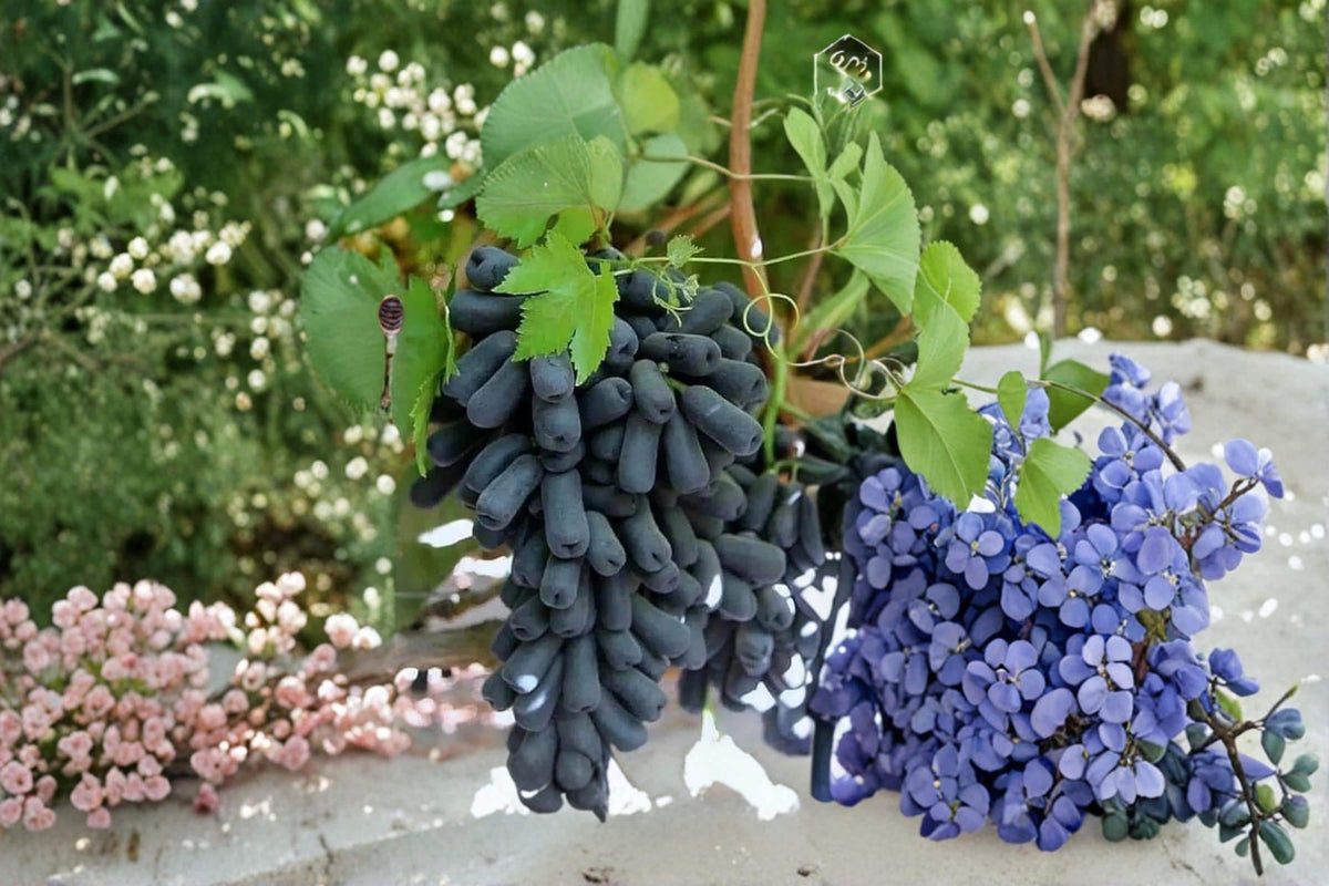 Moon Drop Grape Vine Seedless Fruit Plant | Vitis vinifera | Climbing Grape Vine for Garden & Trellises