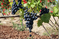 Muscat Bleu Grape Vine Live Plant 1-2 ft Vitis vinifera Deciduous Climbing Vine for Garden or Vineyard