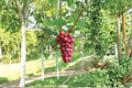 Unrooted Hongju Grape Cuttings – Vitis vinifera ‘Hongju’ Fruit Vine for Garden & Vineyard Propagation