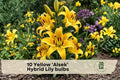 10 Yellow Alsek Hybrid Lily Bulbs – Bright Perennial Flower Bulbs for Garden Beds & Borders – Lilium hybridum