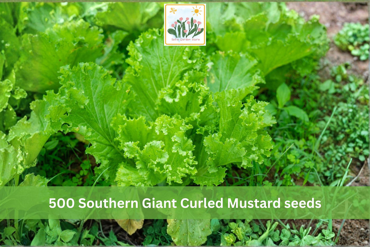 500 Seeds Southern Giant Curled Mustard Heirloom Leafy Vegetable