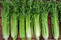 Heirloom Tall Utah Celery Seeds, Non-GMO Vegetable Garden Plant for Raised Beds and Containers