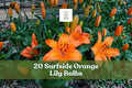 20 Surfside Orange Lily Bulbs - Bright Orange Asiatic Lilies (Lilium spp.) for Garden Beds & Cut Flowers
