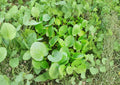 Upland Cress Seeds, Heirloom Non-GMO, Peppery Salad Green, Barbarea verna, Fast Growing Leafy Herb, Kitchen Garden Plant