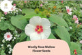 Woolly Rose Mallow Seeds – Native Hibiscus lasiocarpos, White Flowers with Red Center, Wetland & Rain Garden Plant
