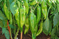 Big Jim Pepper Seeds – Heirloom Non-GMO High-Yield Chili Pods for Garden Planting