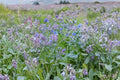Heirloom Borage Herb Seeds - Edible Blue Flowers, Pollinator Friendly, Non-GMO, Culinary and Medicinal Uses