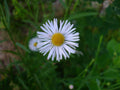 500 Boltonia False Aster Seeds Heirloom Native Wildflower Garden Planting