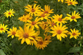 False Sunflower Seeds - Heliopsis helianthoides, Bright Yellow Daisy-Like Blooms, Perennial for Borders & Pollinator Gardens