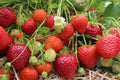 Heirloom Strawberry Seeds for Garden & Container Growing – Sweet Fragaria Fruit Plant, Non-GMO, Perfect for Fresh Eating & Jams