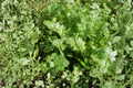 Heirloom Cilantro Seeds, Non-GMO, Culinary Herb for Gardens & Containers, Coriandrum sativum