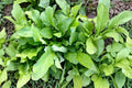 Organic Arugula Seeds – Heirloom Non-GMO Rocket Salad Greens, Eruca sativa for Fresh, Peppery Microgreens and Garden Greens