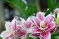 Stargazer Lily Bulb | Fragrant Red White Oriental Flower | Lilium ‘Stargazer’ Perennial Bulb