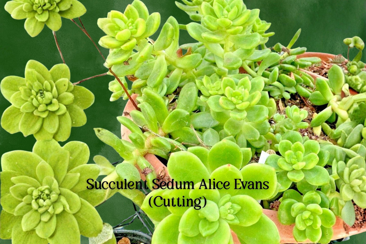 Sedum Alice Evans Cuttings | Trailing Rosette Succulent Plant | Stonecrop Succulent | 5 Live Cuttings
