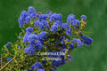 California Lilac Cuttings, Ceanothus, Evergreen Shrub, Blue Flowering, Drought Tolerant, Unrooted Live Cuttings, Garden Hedges
