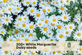 200+ White Marguerite Daisy Seeds - Argyranthemum frutescens, Flowering Perennial for Garden Beds, Borders & Containers
