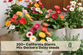 California Giants Mix Gerbera Daisy Seeds – Bright, Colorful Blooms for Garden Beds, Containers & Cut Flowers, Gerbera jamesonii