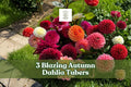 Blazing Autumn Dahlia Tubers – Mixed Color, Perennial Flowering Plant, Dahlia spp.