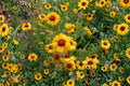 Yellow Gaillardia Seeds, Gaillardia aristata, Non-GMO, Drought-Tolerant Perennial Blanket Flower for Pollinator Gardens