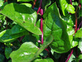 Red Stem Malabar Spinach Seeds – 50 Count, Climbing Vine, Tropical Green Leafy Vegetable, Basella rubra