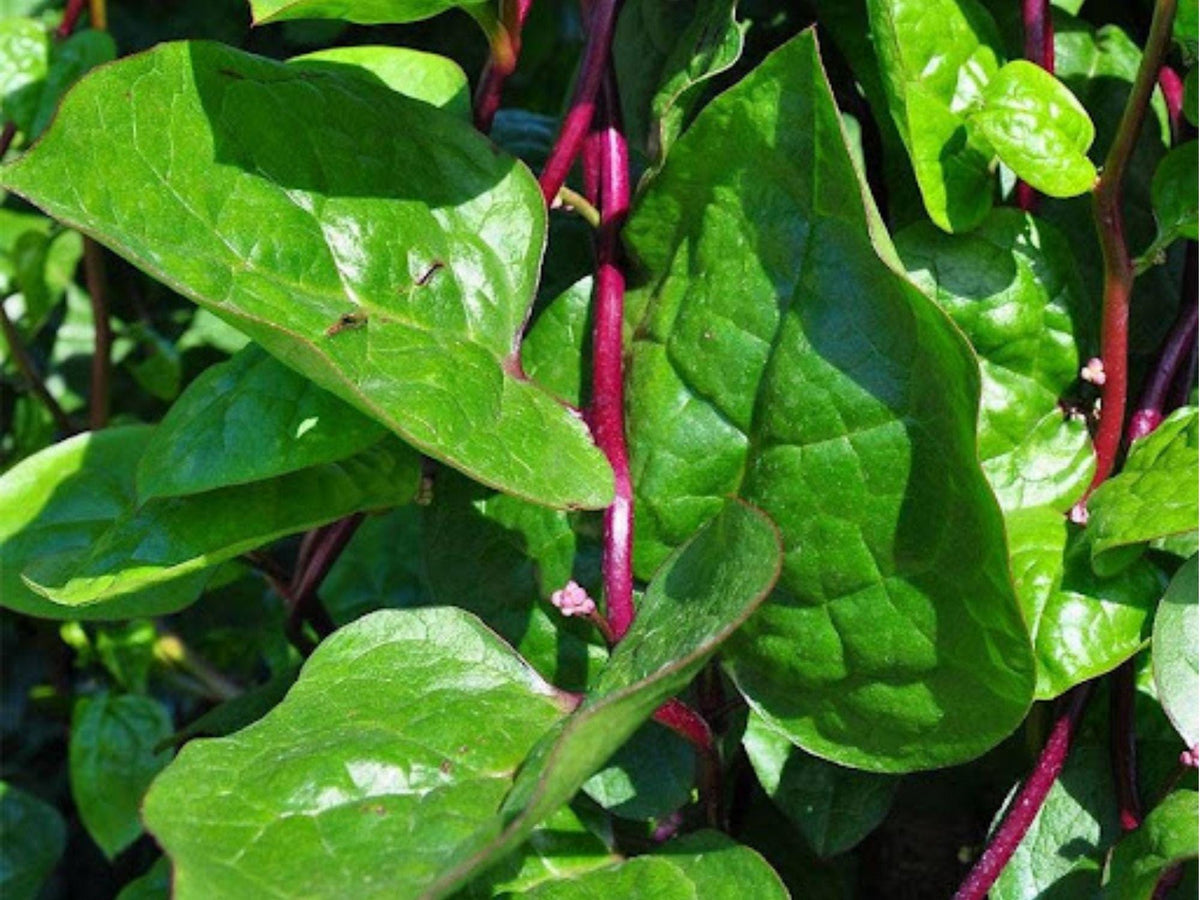 Red Stem Malabar Spinach Seeds – 50 Count, Climbing Vine, Tropical Green Leafy Vegetable, Basella rubra