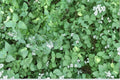Heirloom Catnip Seeds for Gardens & Containers, Nepeta cataria, Aromatic Herb, Pollinator-Friendly, Non-GMO