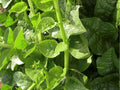 Green Malabar Spinach Seeds – Climbing Vine, Heat-Tolerant, Tropical Leafy Vegetable, Basella alba, 50 Non-GMO Seeds