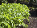 Early Mizuna Seeds – 500 Non-GMO Brassica rapa var. nipposinica Japanese Mustard Greens for Salad & Stir-Fry