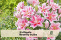 3 Mikaela Roselily Bulbs - Double Pink Pollen-Free Lily Bulbs, Lilium Oriental Hybrid, Garden Bed, Border, Perennial Flower