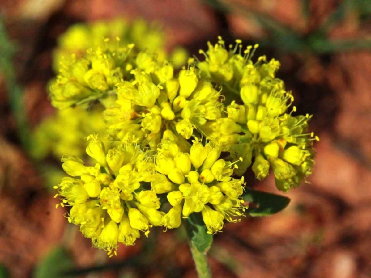 100 Sulfurflower Seeds Eriogonum umbellatum Heirloom Native Wildflower Rock Garden