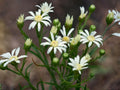 100 Upland White Goldenrod Seeds Solidago ptarmicoides Native Wildflower