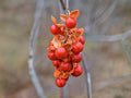 American Bittersweet Seeds – Heirloom Native Climbing Vine for Garden, Wildlife, Landscape – Celastrus scandens, Non-GMO, Open-Pollinated