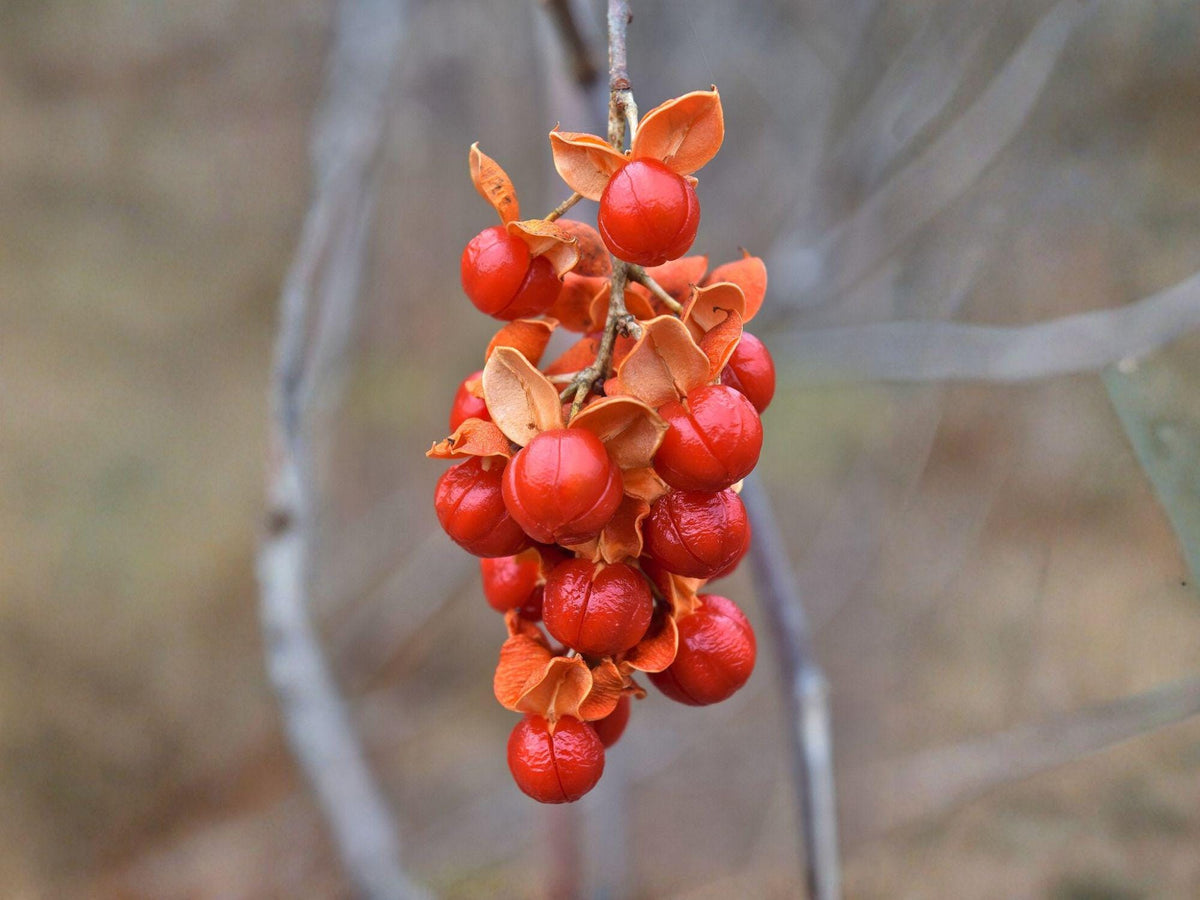 30 American Bittersweet Seeds Celastrus scandens Native Vine Ornamental Climbing Plant