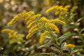 Elmleaf Goldenrod Seeds – Native Wildflower, Bright Yellow Clusters, Solidago ulmifolia, Pollinator Garden, Easy to Grow