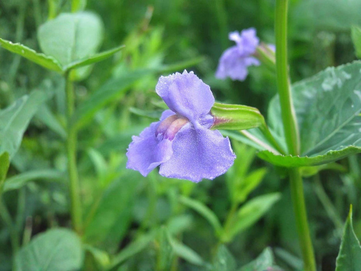 5000 Seeds Mimulus ringens Allegheny Monkeyflower Heirloom Wetland Garden Flower