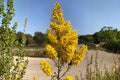 Showy Goldenrod Seeds 100 Pack | Native Solidago speciosa for Pollinator Gardens & Prairies