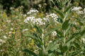 Wild Quinine Seeds - Native Prairie Wildflower for Pollinator Gardens, Drought Tolerant, Parthenium integrifolium, 25 Seeds