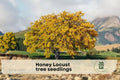 Honey Locust Tree Seedlings - Gleditsia triacanthos, Fast-Growing Shade Tree for Landscaping and Gardens, Live Outdoor Plants
