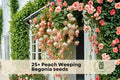 25+ Peach Weeping Begonia Seeds | Trailing Ornamental Flowering Plant | Begonia spp.