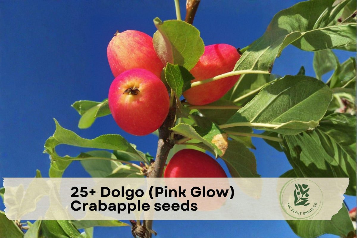 Dolgo (Pink Glow) Crabapple Seeds – Ornamental Flowering Tree, Pink Blossoms, Malus baccata 'Dolgo'