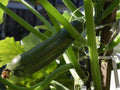 Dark Green Zucchini Seeds – Cucurbita pepo Summer Squash, Bush-Type, Non-GMO, 10 Count