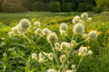 Rattlesnake Master Seeds (Eryngium yuccifolium) Native Prairie Plant, Drought-Tolerant, Pollinator-Friendly, Unique Globe-Shaped Flowers