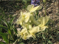 Silky Locoweed Seeds – Heirloom Non-GMO Native Wildflower – Oxytropis sericea – Purple Blooms & Silvery Foliage