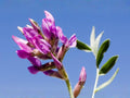 25 Showy Locoweed Seeds Oxytropis lambertii Native Prairie Wildflower