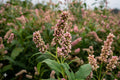 Pinkweed Seeds, Native Wildflower, Soft Pink Flower Spikes, Pollinator Attractant, Persicaria pensylvanica, Easy to Grow