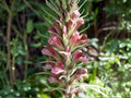 100 Giant Lousewort Seeds Heirloom Native Wildflower Perennial Shade Moist Woodland