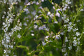 Indian Tobacco Seeds (Lobelia inflata) – Native Wildflower for Pollinator Gardens, Woodland, Easy to Grow, 100 Seeds
